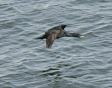 Cape Cormorant