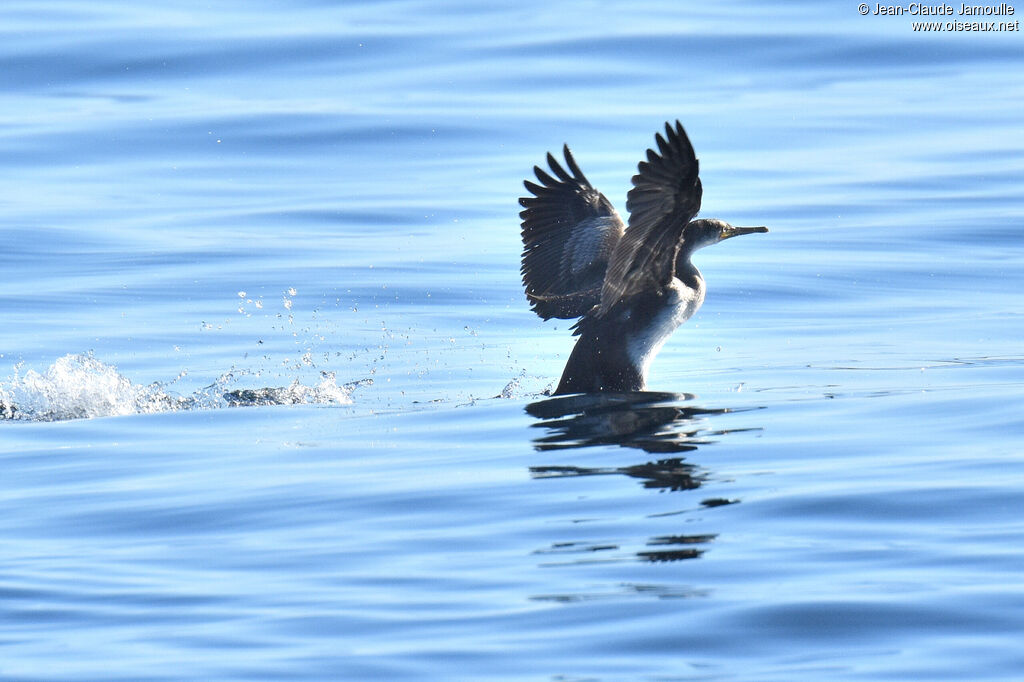 Cormoran huppé1ère année