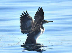 European Shag