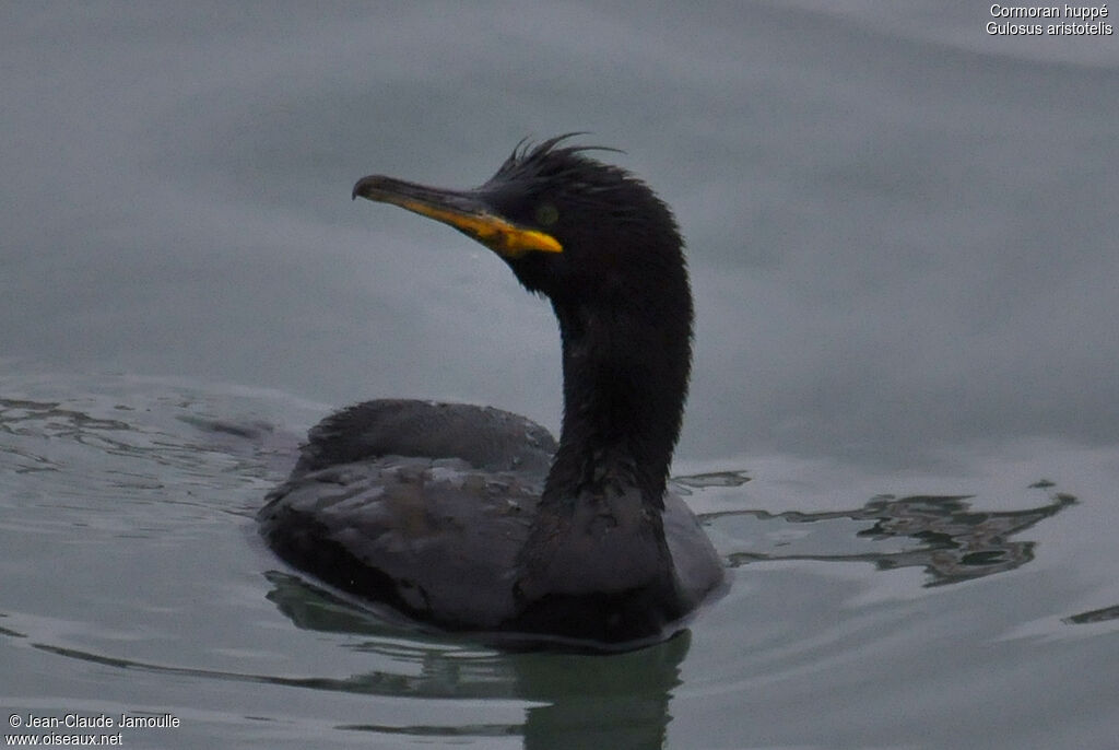 European Shag