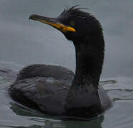 European Shag