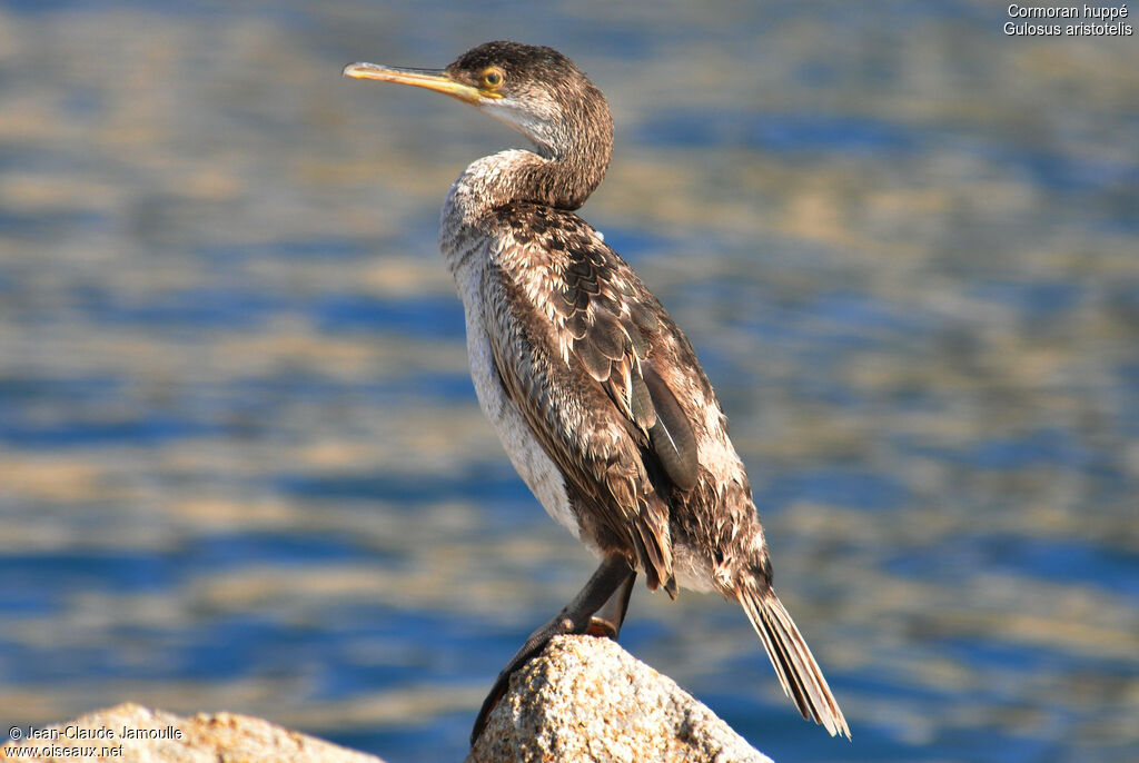 Cormoran huppé1ère année