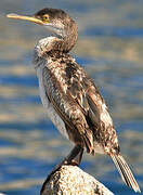 European Shag