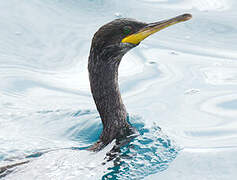 European Shag