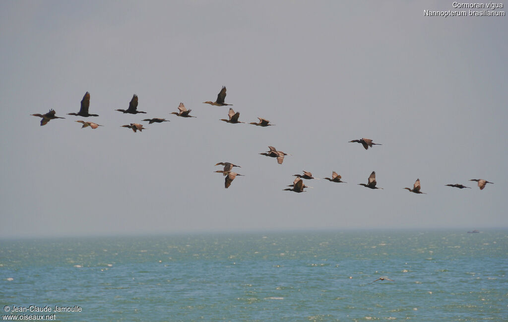 Neotropic Cormorant, Flight