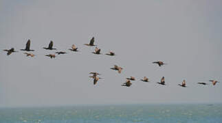 Neotropic Cormorant