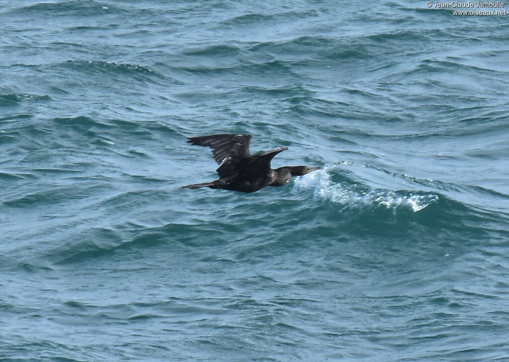 Neotropic Cormorant