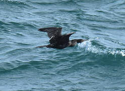 Neotropic Cormorant