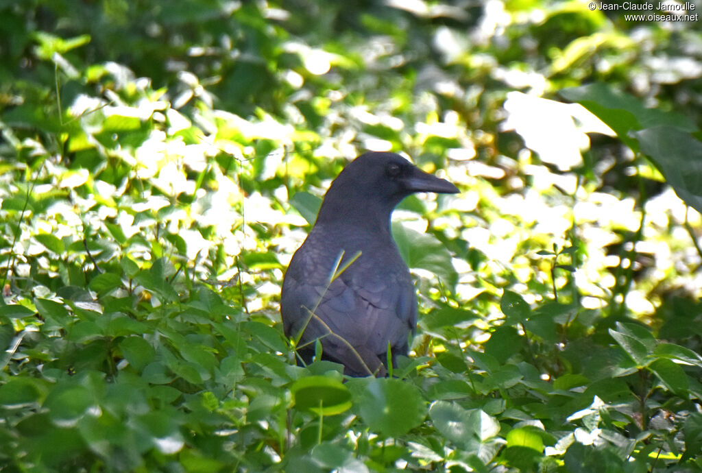 American Crow