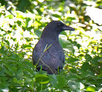 American Crow