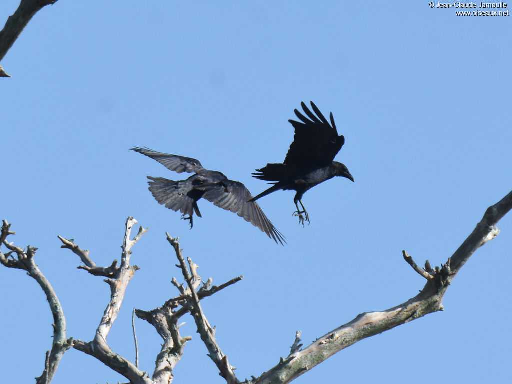 American Crow