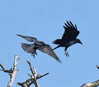 American Crow