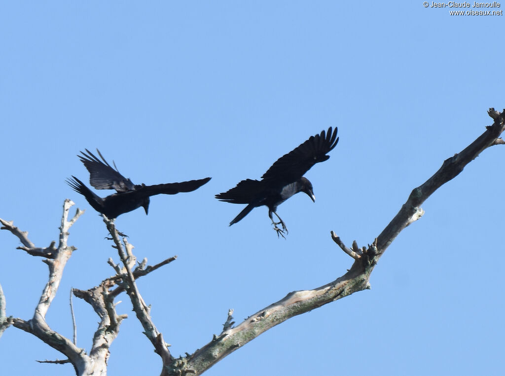 American Crow