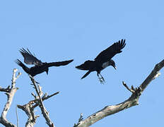 American Crow