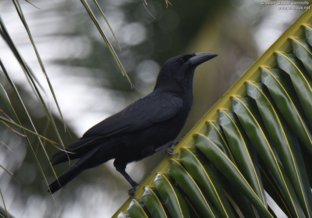 Cuban Crow