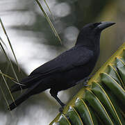 Cuban Crow