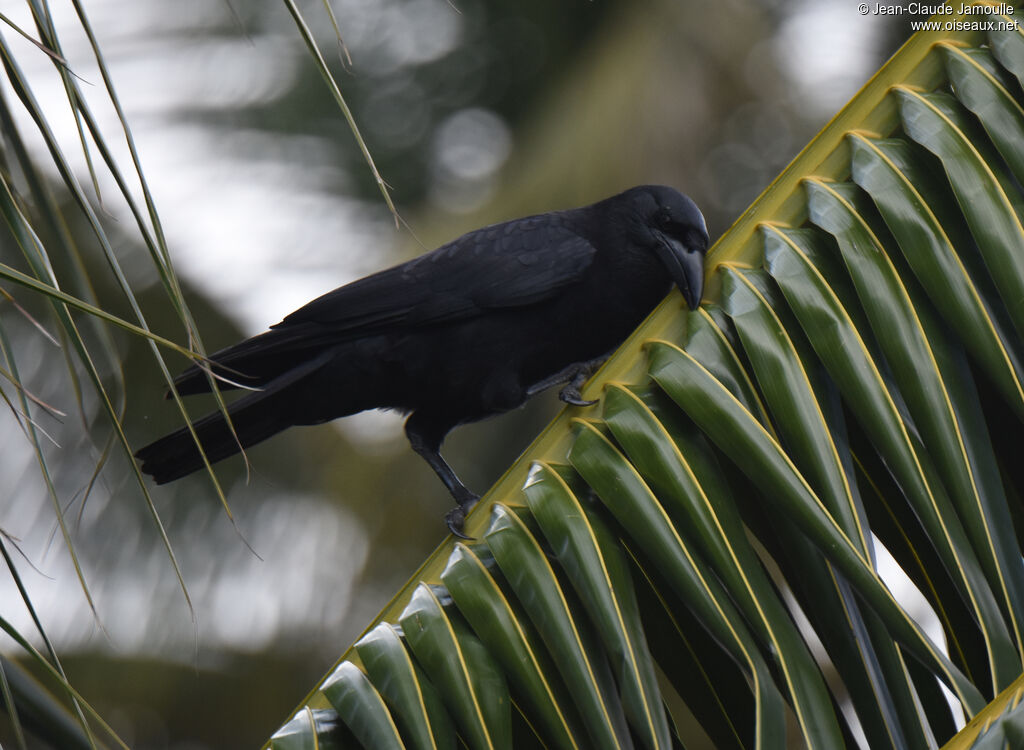 Cuban Crow