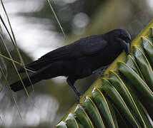 Cuban Crow