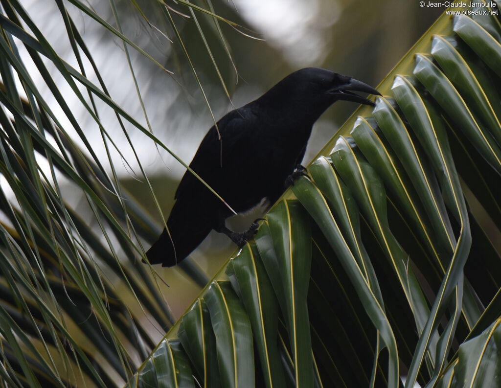 Cuban Crow