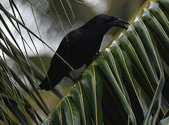 Cuban Crow