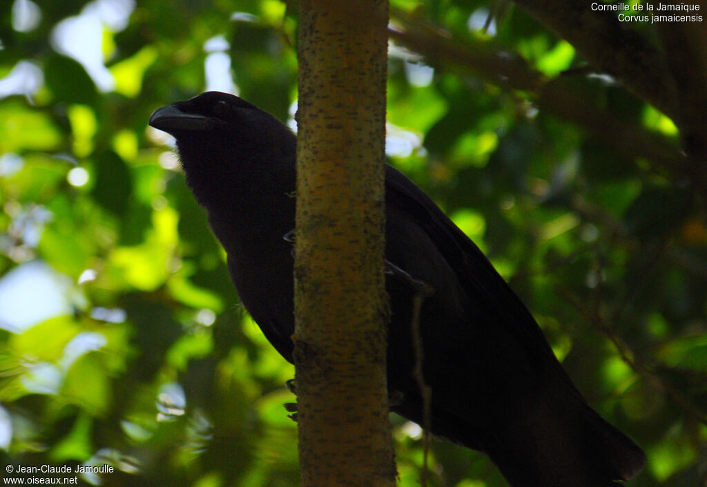 Jamaican Crow