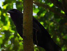 Jamaican Crow