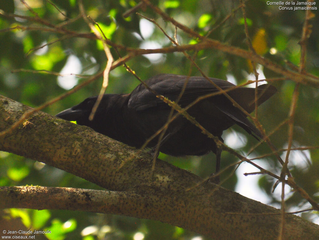 Jamaican Crow