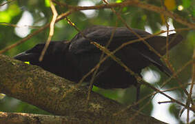 Jamaican Crow