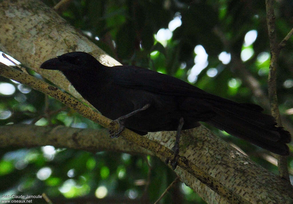 Jamaican Crow, identification