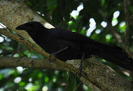 Jamaican Crow