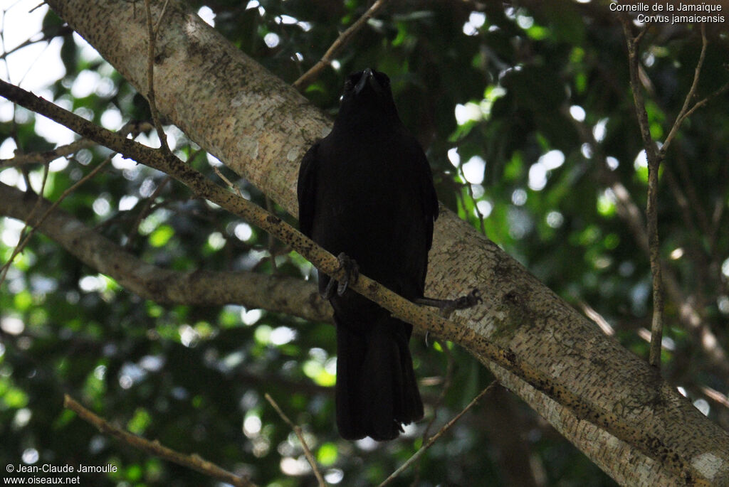 Jamaican Crow