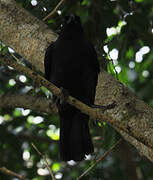 Jamaican Crow