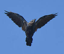 Fish Crow