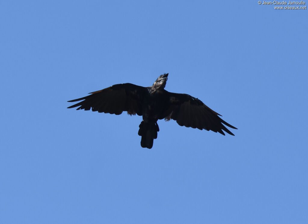 Fish Crow