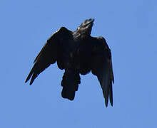 Fish Crow