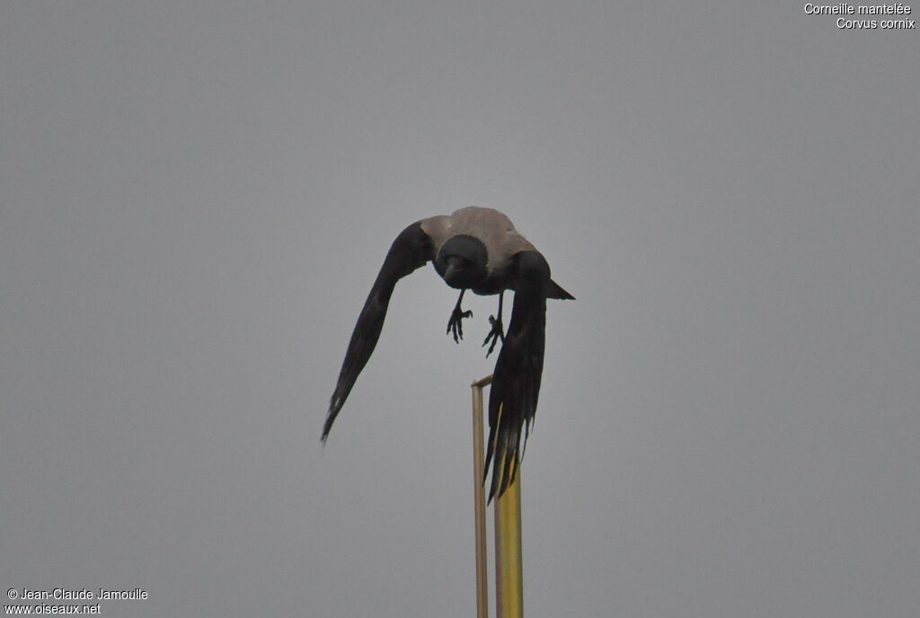 Hooded Crowadult, Flight