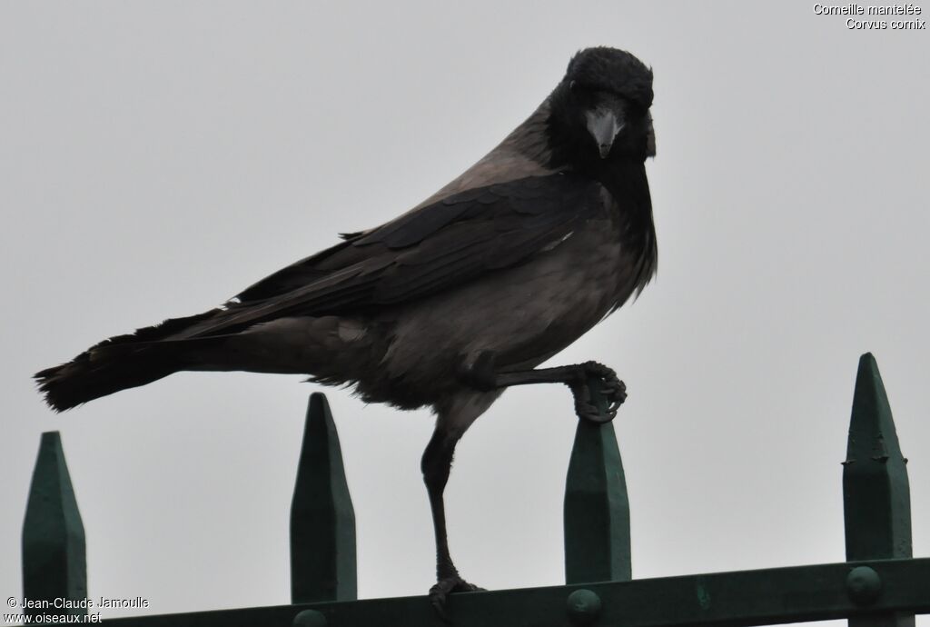 Hooded Crow