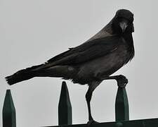 Hooded Crow