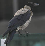 Hooded Crow