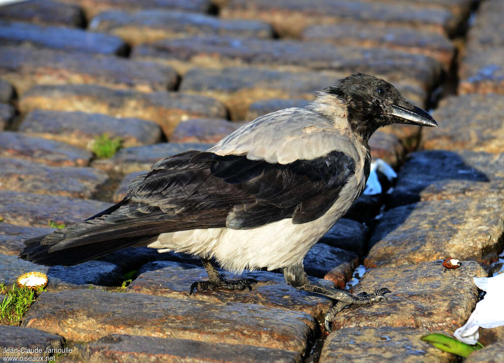 Hooded Crowadult, Behaviour