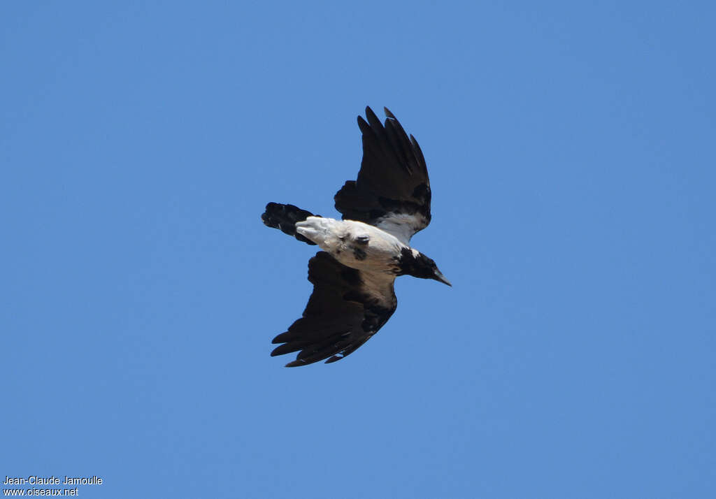 Hooded Crowadult, moulting