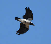 Hooded Crow