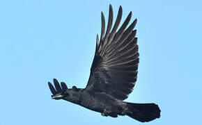 Carrion Crow