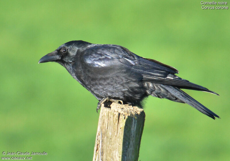 Carrion Crow, Behaviour