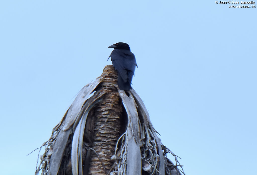 Hispaniolan Palm Crow