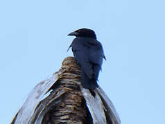 Hispaniolan Palm Crow