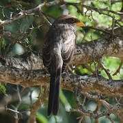 Yellow-billed Shrike