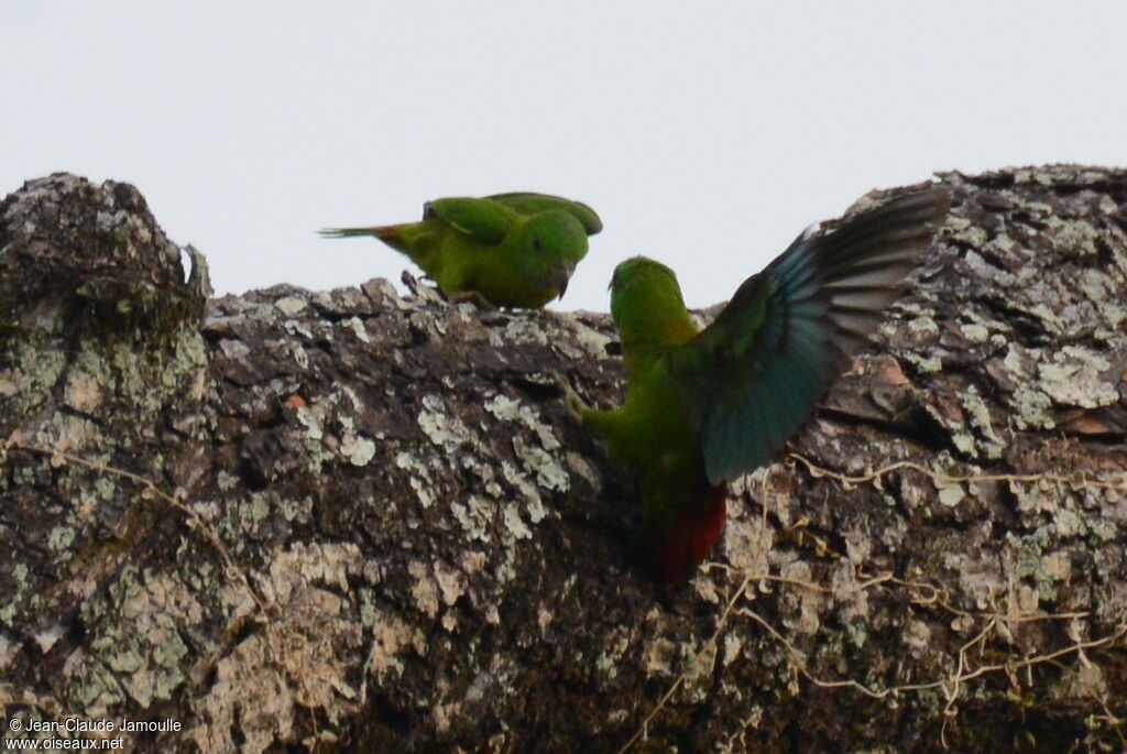 Blue-crowned Hanging Parrot female, Behaviour