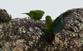 Blue-crowned Hanging Parrot