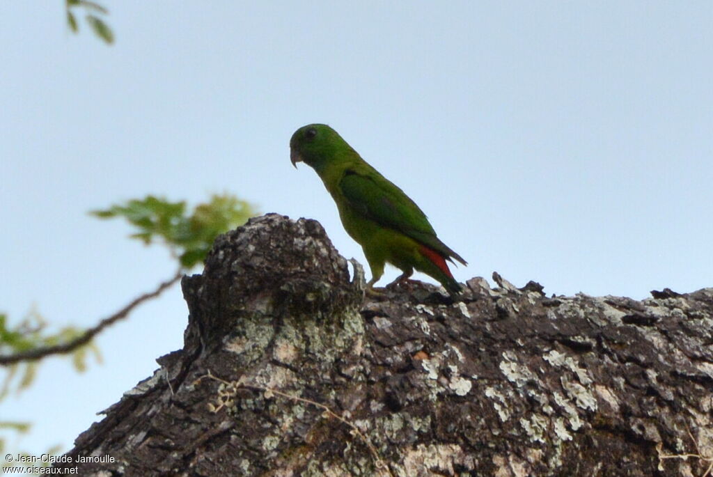 Blue-crowned Hanging Parrot female